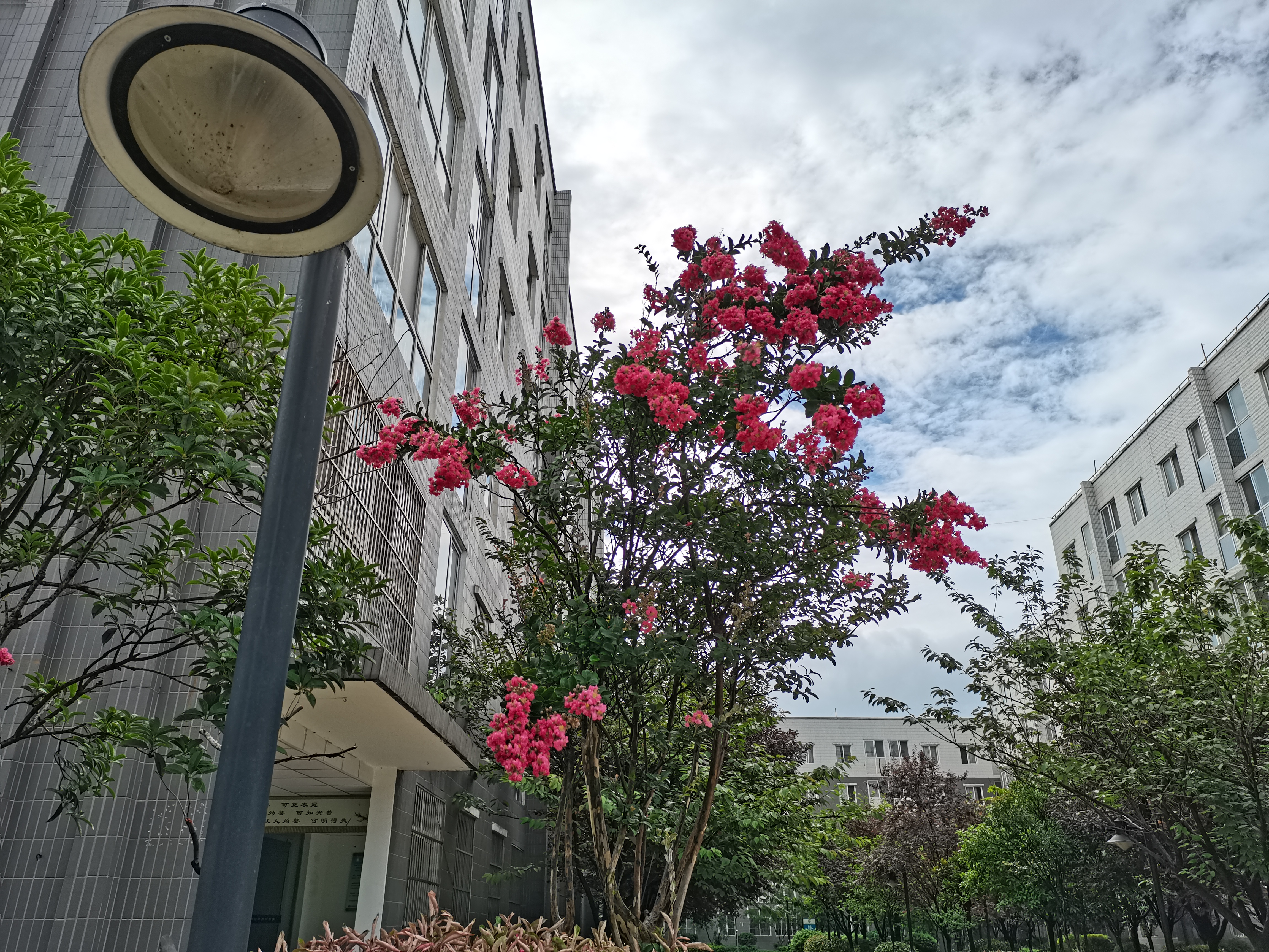 【钢城文苑】紫薇花开 【钢城文苑】紫薇花开