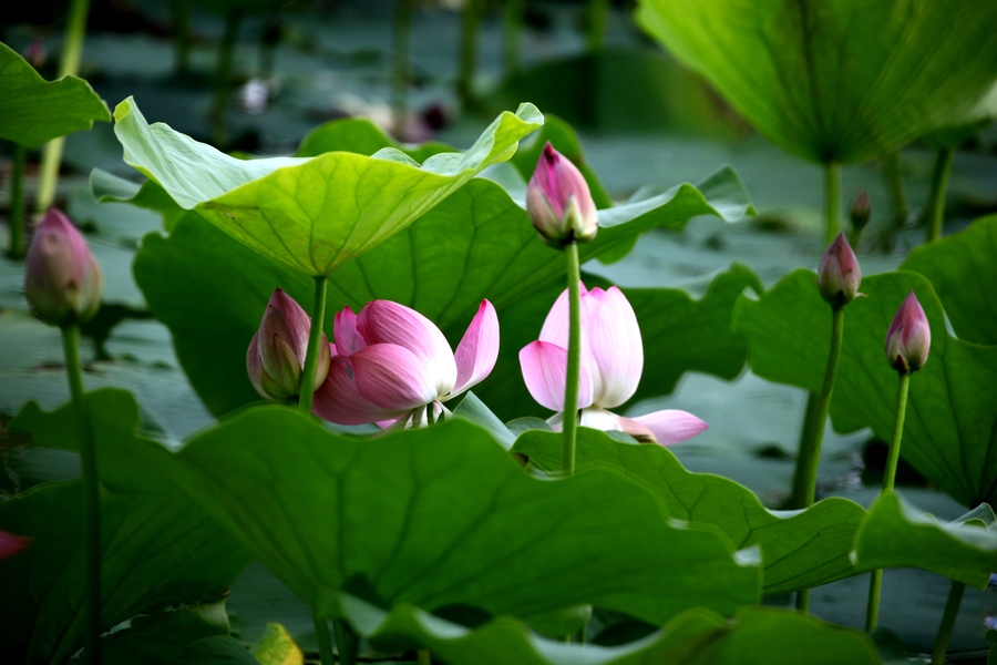 【钢城文苑】夏荷初上