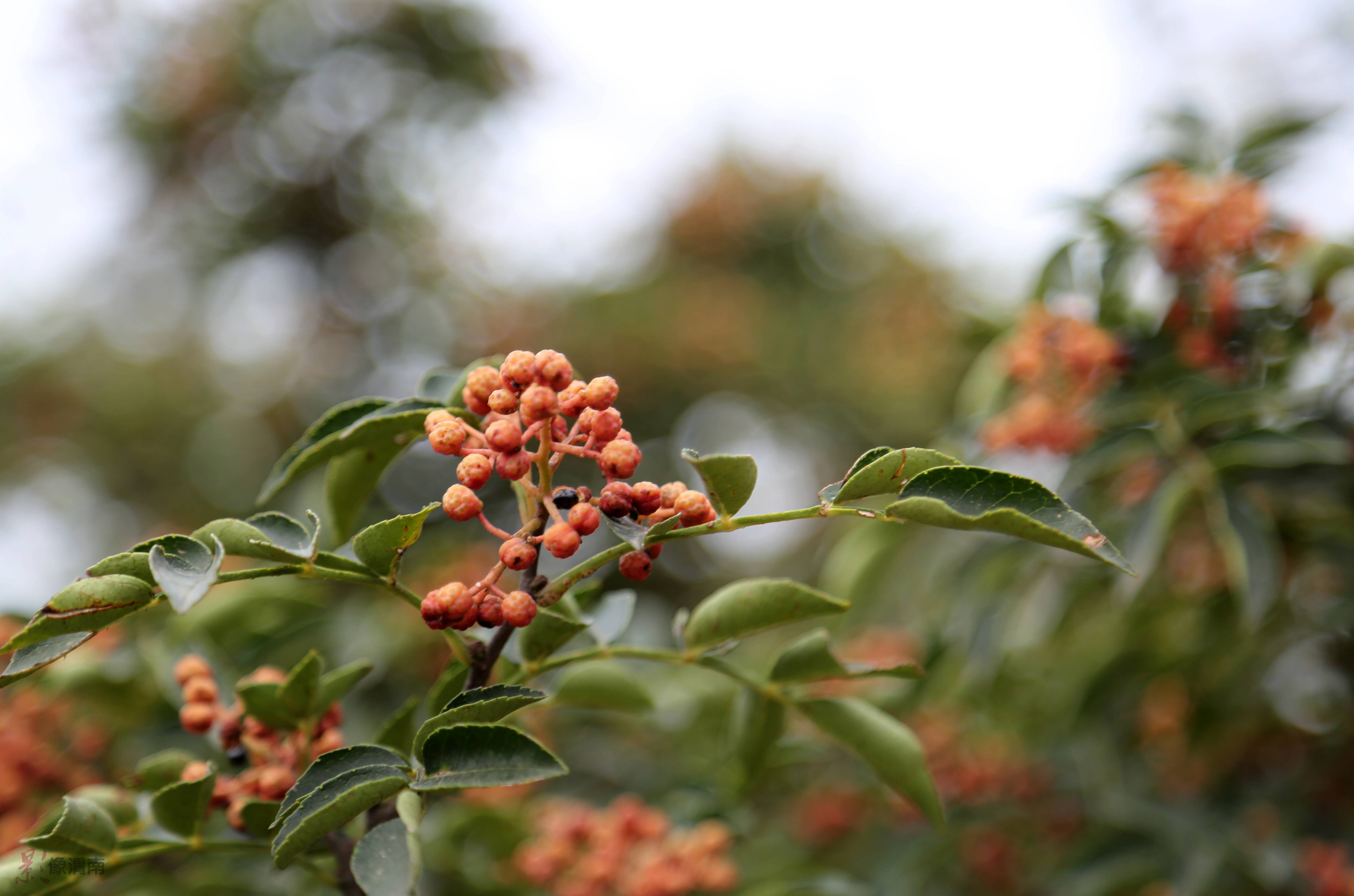 【钢城文苑】家乡的“红玛瑙”