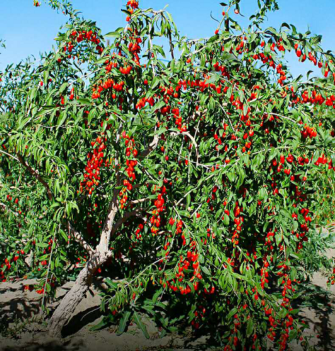 【钢城文苑】枸杞地里的希望 【钢城文苑】枸杞地里的希望