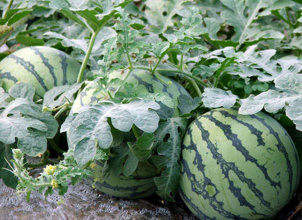 【散文】夏花秋实