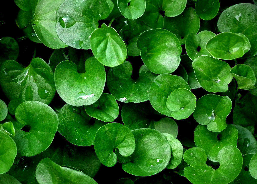 【钢城文苑】绿