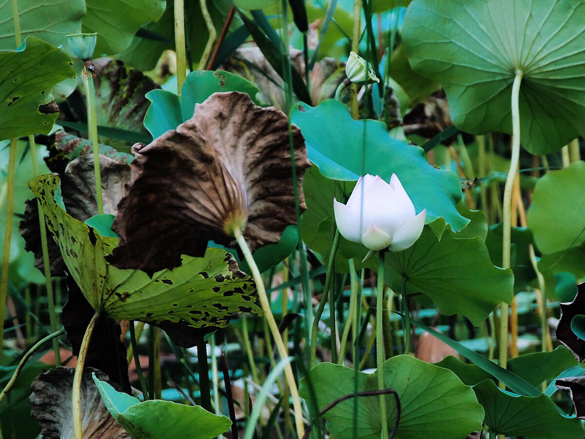 【散文】余韵 【散文】余韵