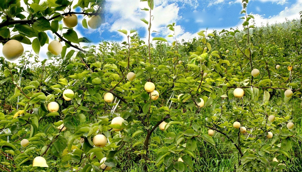 【散文】见梨知味