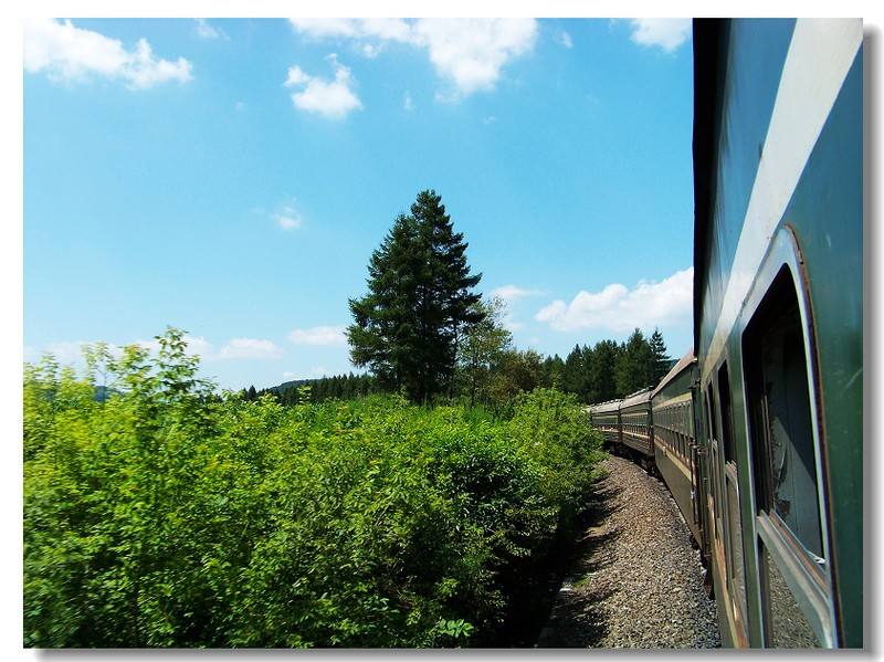 【钢城文苑】八月至  蝉声阵阵