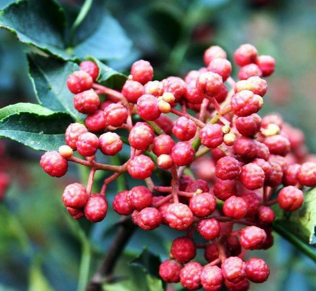 【钢城文苑】婆婆的花椒情缘