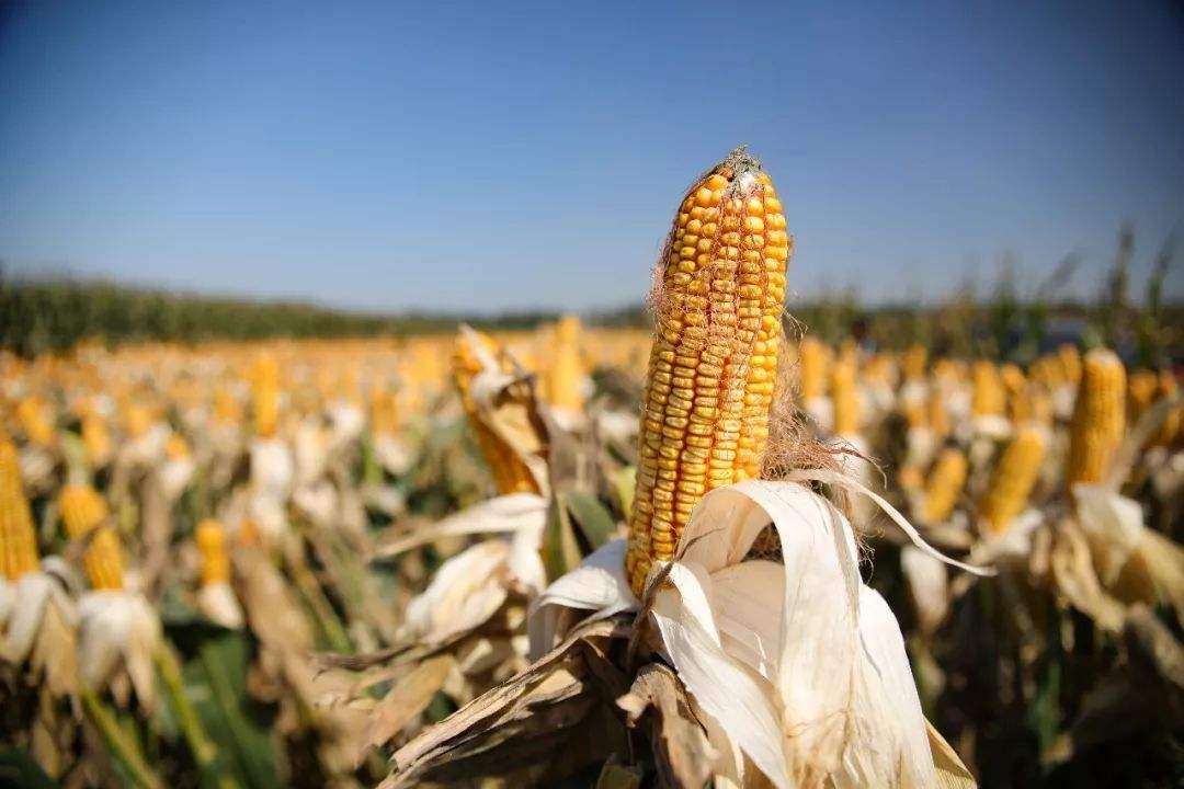 【钢城文苑】秋收