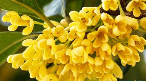 【钢城文苑】八月桂花香