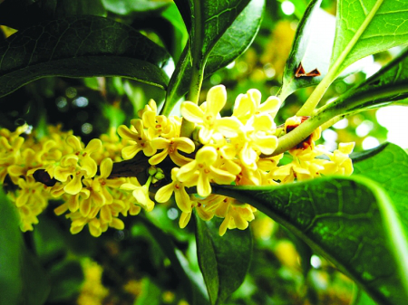 【钢城文苑】八月桂花香