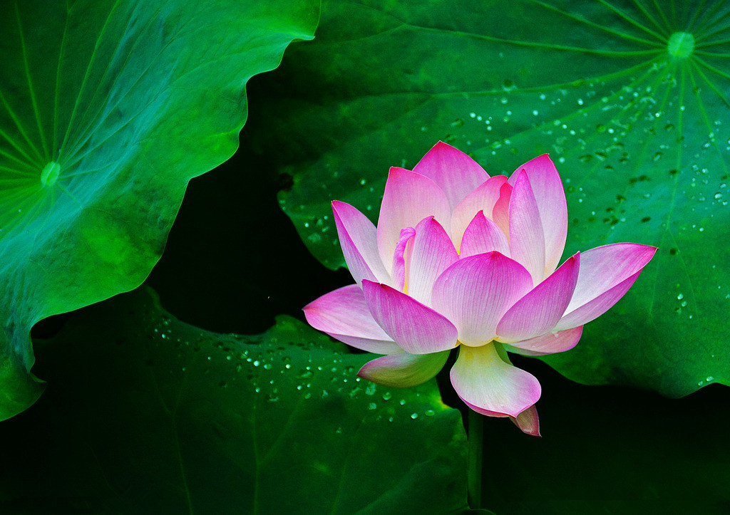 【钢城文苑】听荷