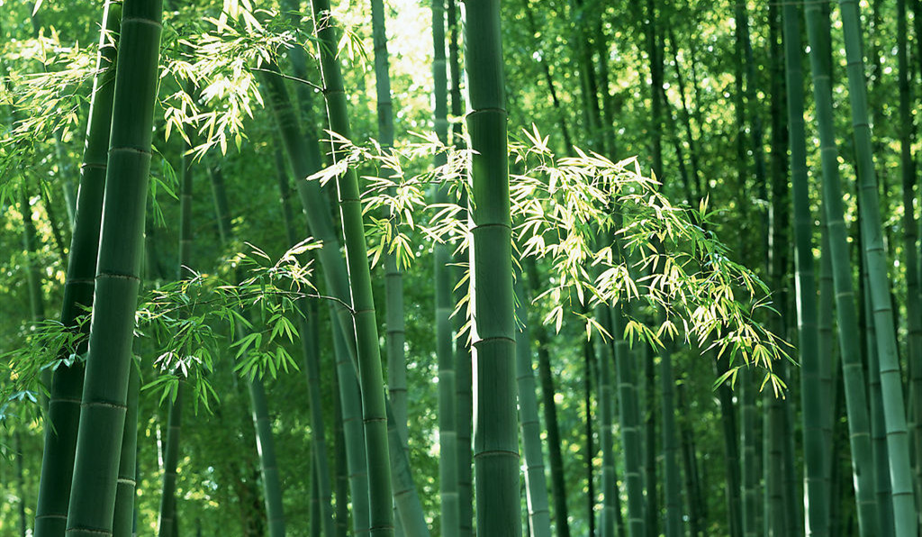 【钢城文苑】千枝万叶一绿竹