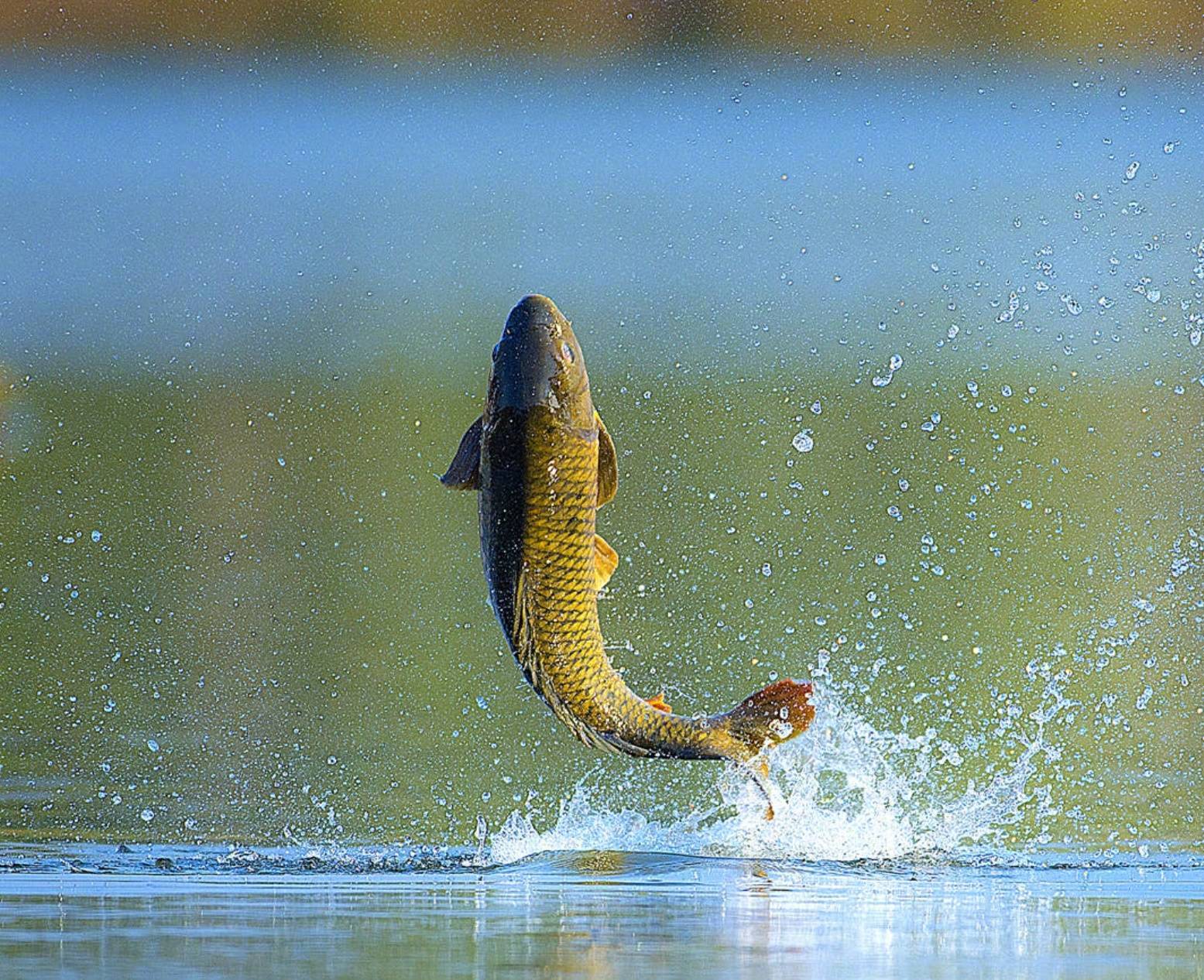 【钢城文苑】一条鱼的宿命 【钢城文苑】一条鱼的宿命