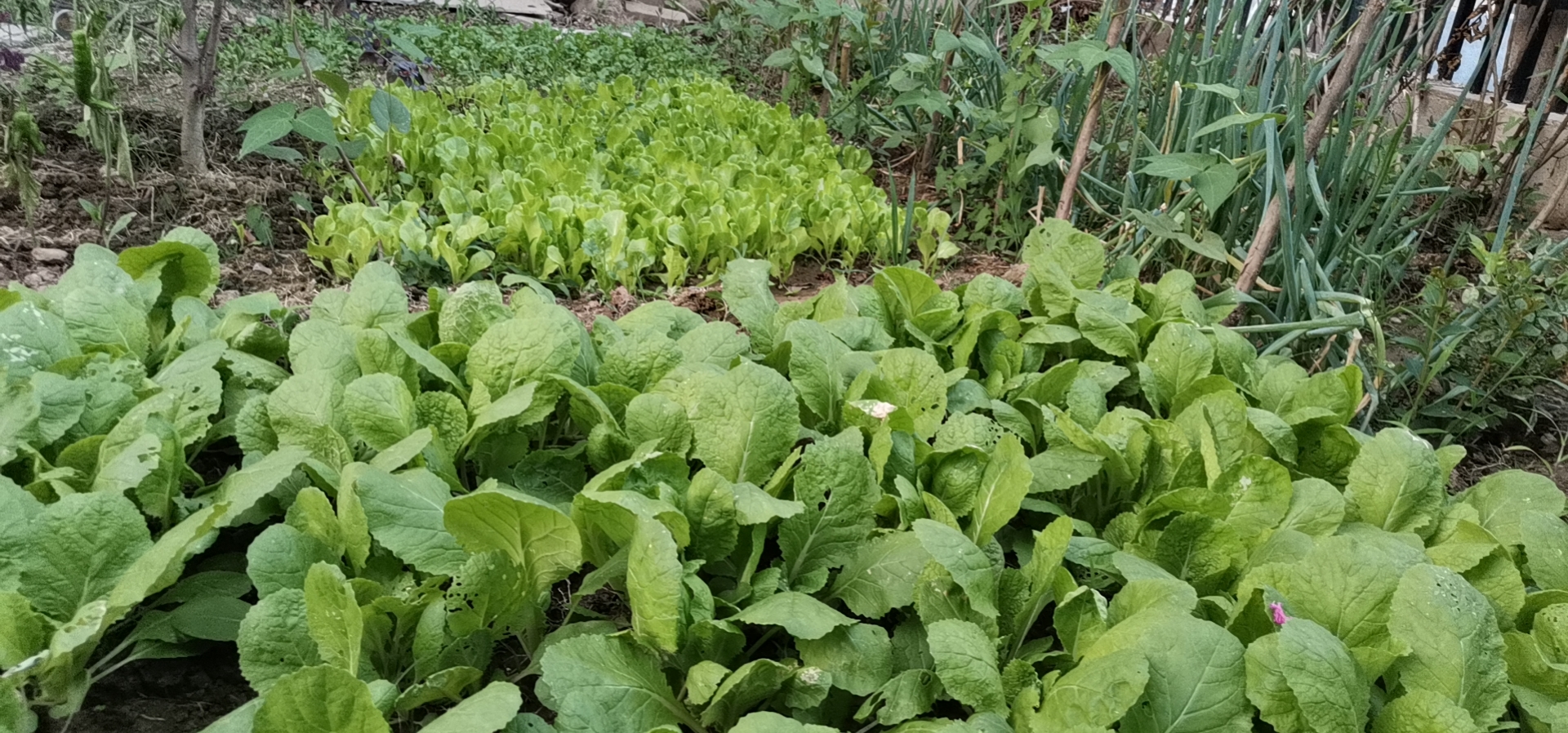 【钢城文苑】菜园情结 【钢城文苑】菜园情结