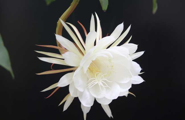 【散文】昙花一现  只为“韦陀”