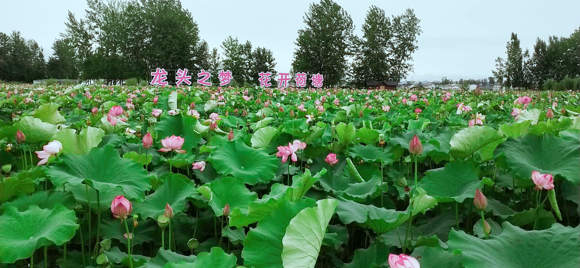 【散文】夏日观荷 【散文】夏日观荷