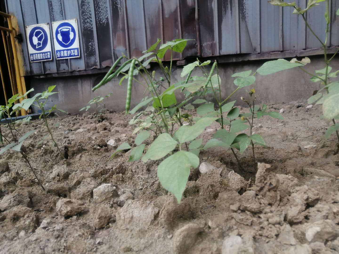 【散文】绿豆的故事 【散文】绿豆的故事