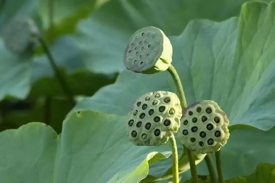 【散文】忆莲子