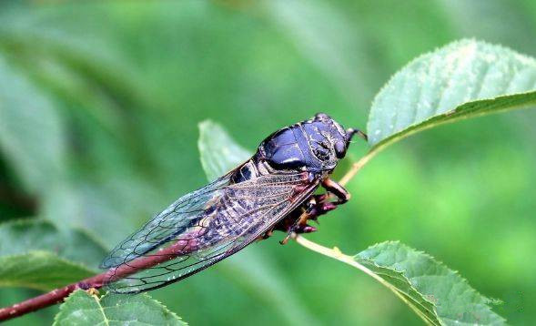 【散文】林间蝉鸣 【散文】林间蝉鸣