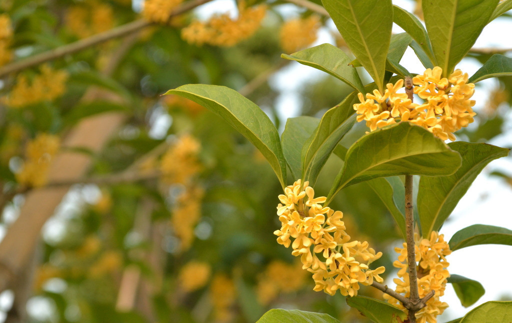 【散文】桂花香满院