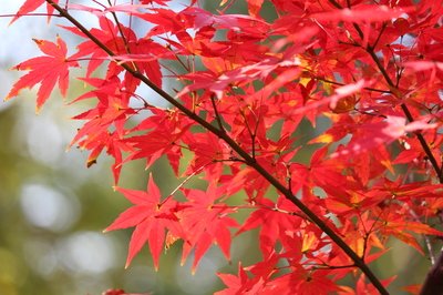 【散文】红叶的约定