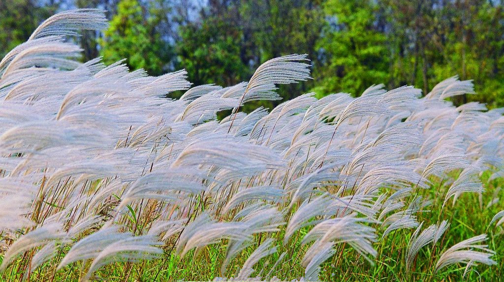 【钢城文苑】芦苇花枕头 【钢城文苑】芦苇花枕头