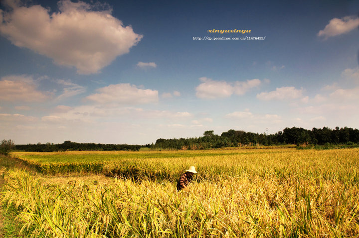 【钢城文苑】稻米粮心映红霞 【钢城文苑】稻米粮心映红霞