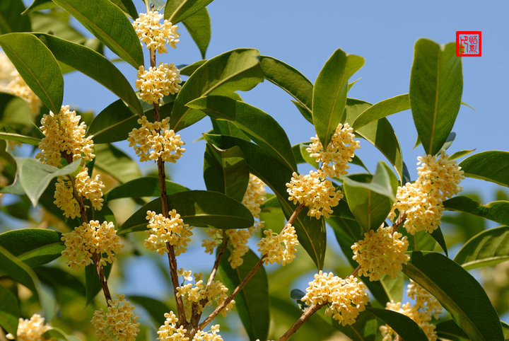【钢城文苑】又是桂花飘香时 【钢城文苑】又是桂花飘香时