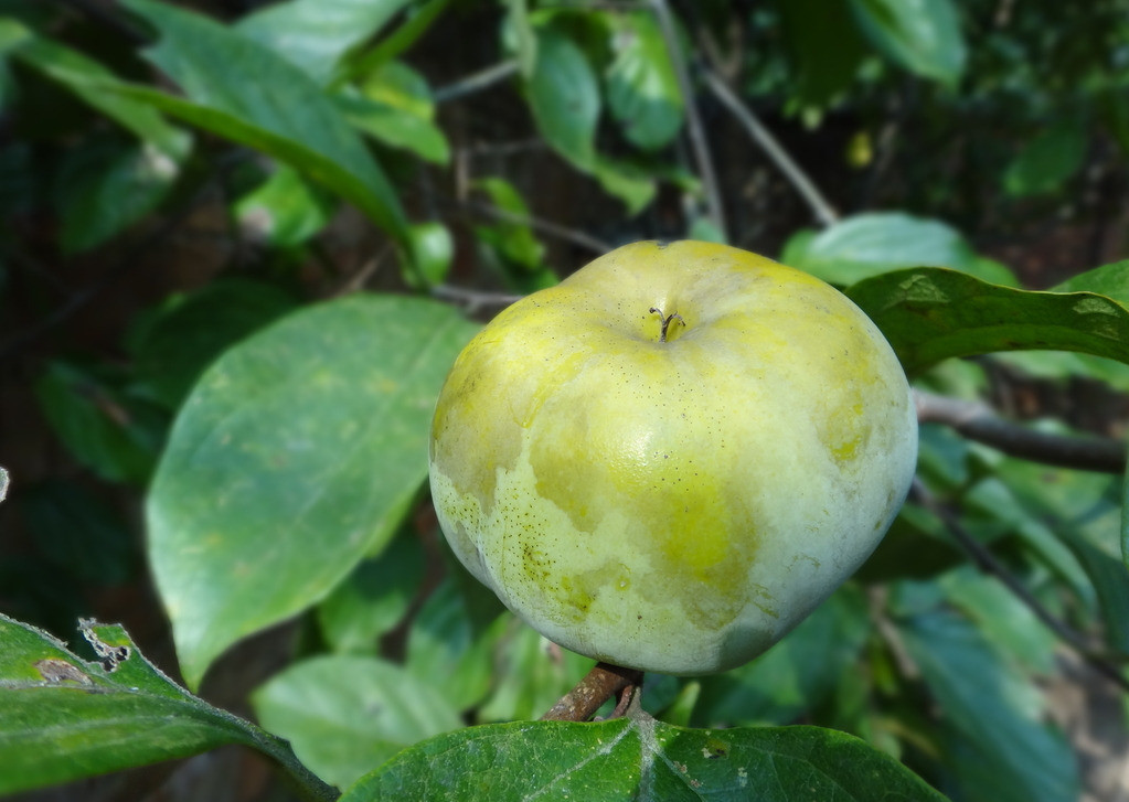 【钢城文苑】“咬嘴”柿子