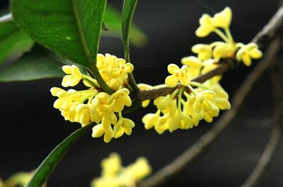 【钢城文苑】桂花钢魂一色香