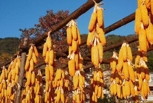 【钢城文苑】玉米情结