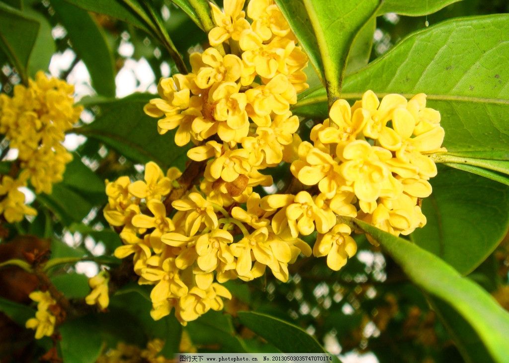 【钢城文苑】桂花香