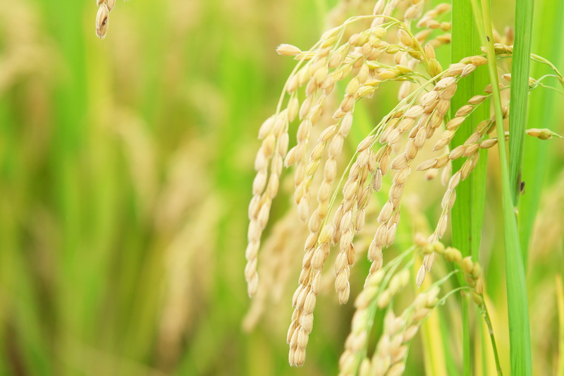 【钢城文苑】君知盘中餐，粒粒皆辛苦