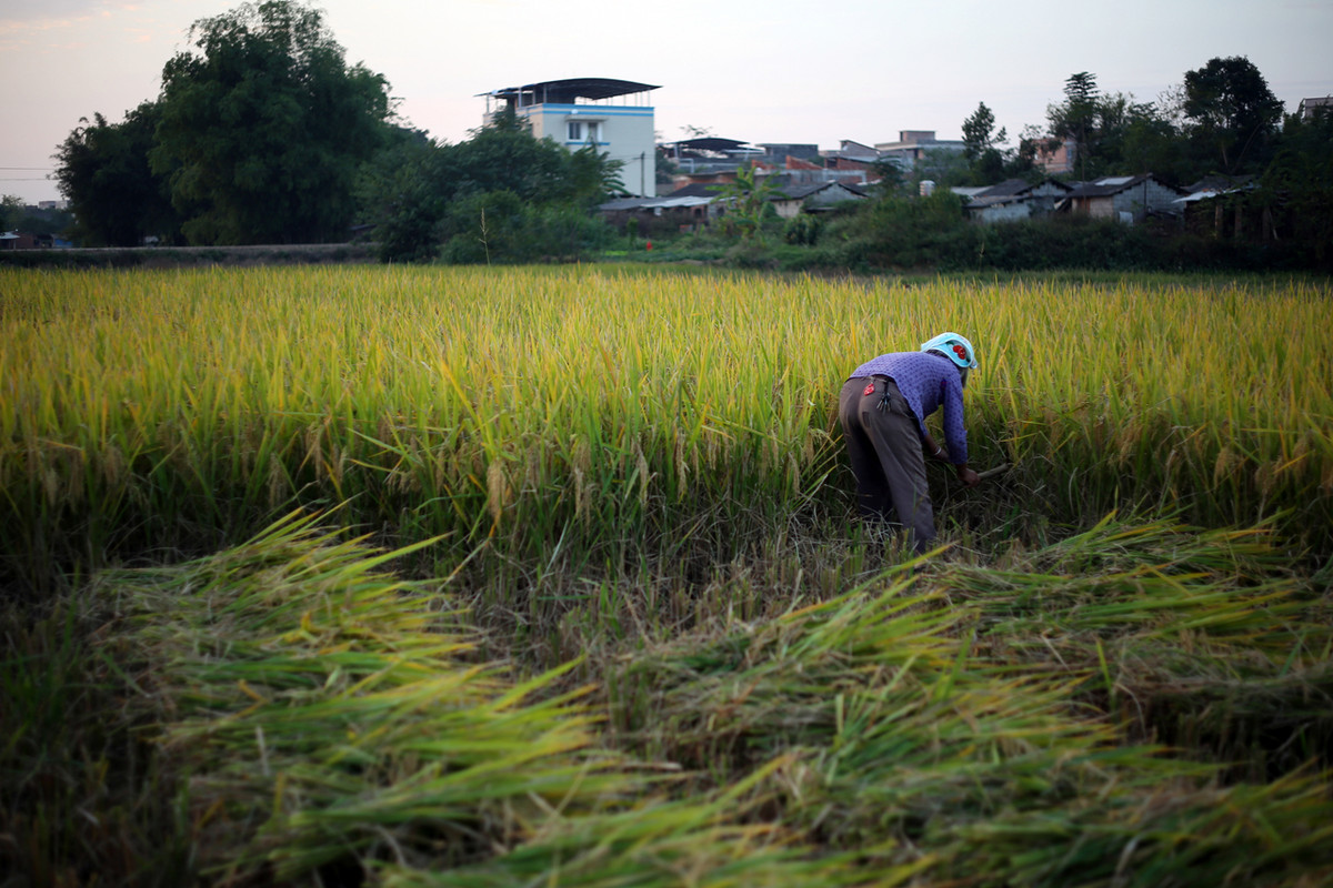 【钢城文苑】君知盘中餐，粒粒皆辛苦