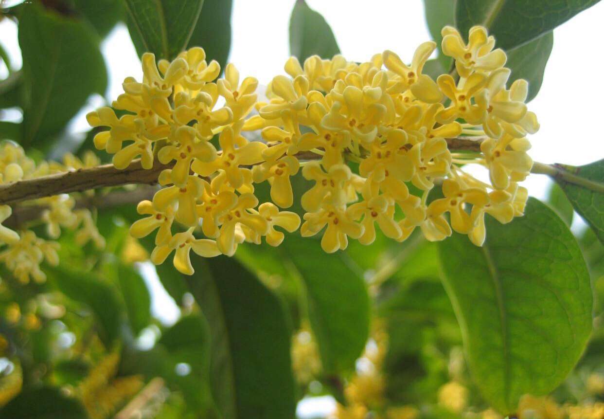 【钢城文苑】又闻桂花香