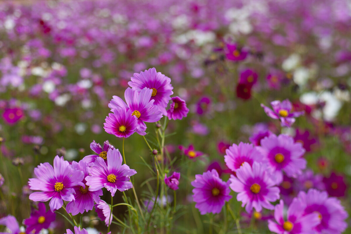 【钢城文苑】活出自己的色彩