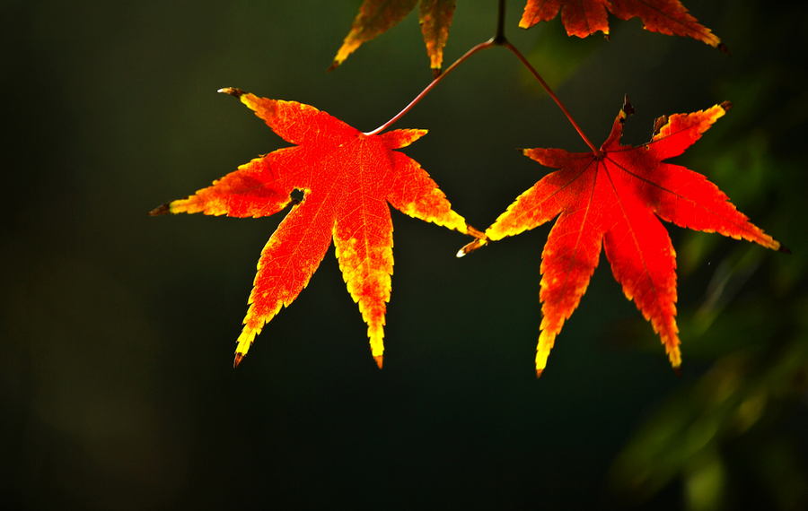 【钢城文苑】秋语寄枫红 【钢城文苑】秋语寄枫红