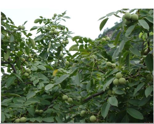 【钢城文苑】我的父母亲