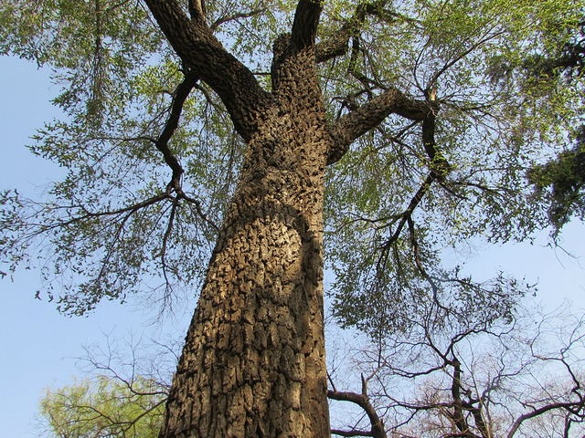 【钢城文苑】榆钱叶子黄
