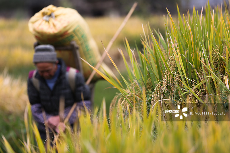 【钢城文苑】农夫