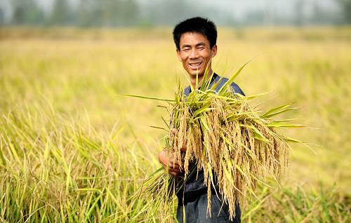 【钢城文苑】秋 收 【钢城文苑】秋 收