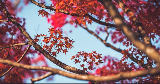 【钢城文苑】灼灼枫叶红