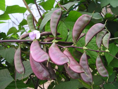 【钢城文苑】那弯弯的峨眉豆 【钢城文苑】那弯弯的峨眉豆