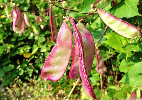 【钢城文苑】那弯弯的峨眉豆 【钢城文苑】那弯弯的峨眉豆