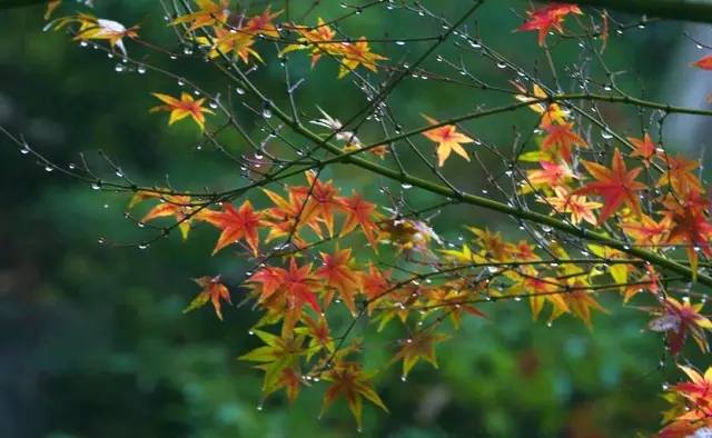 【钢城文苑】秋雨绵绵