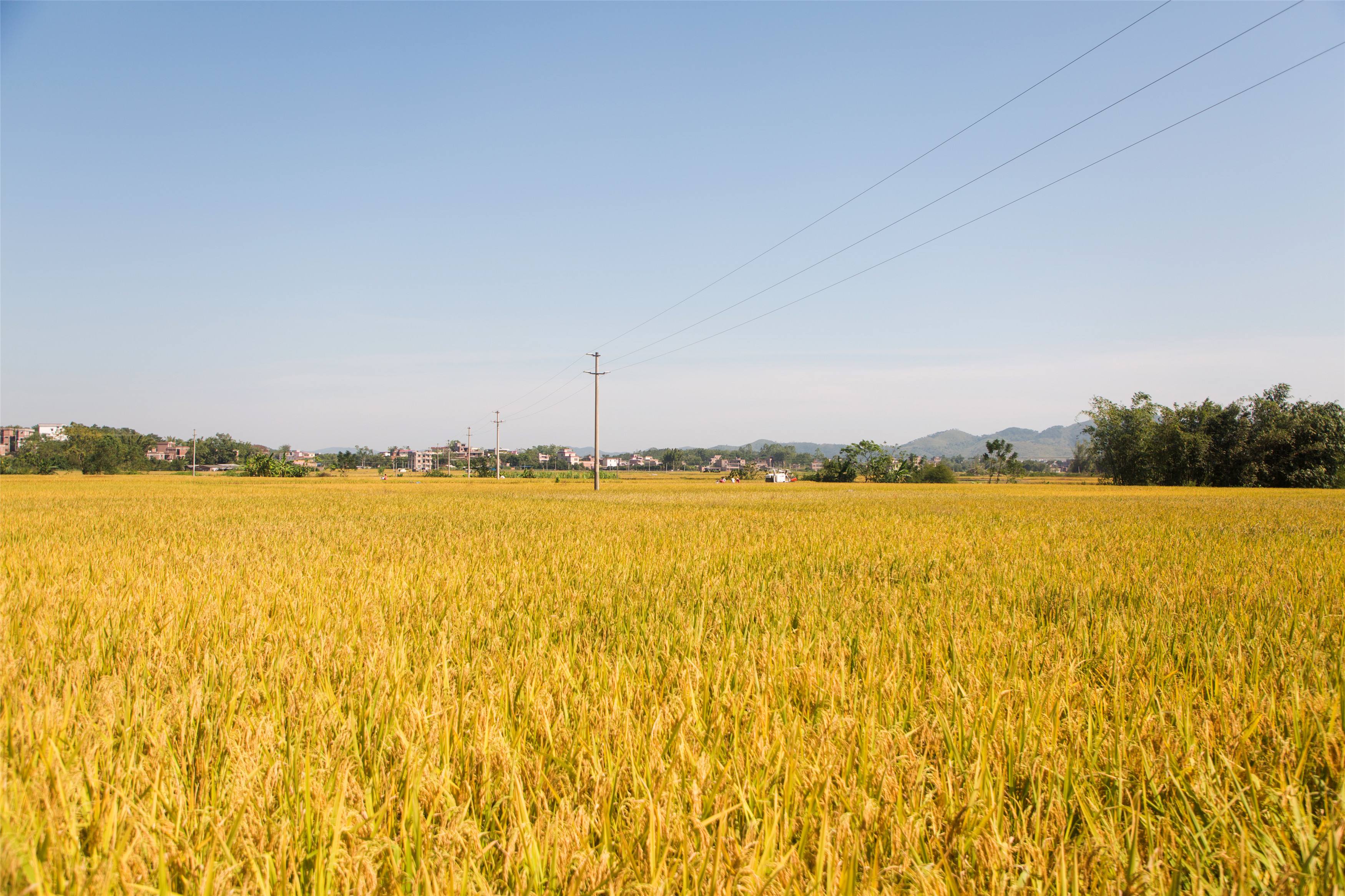 【钢城文苑】打谷子