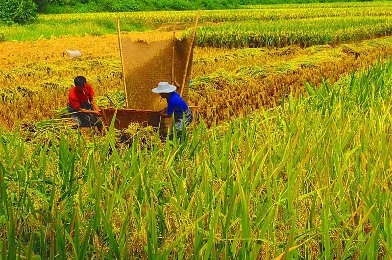 【钢城文苑】打谷子