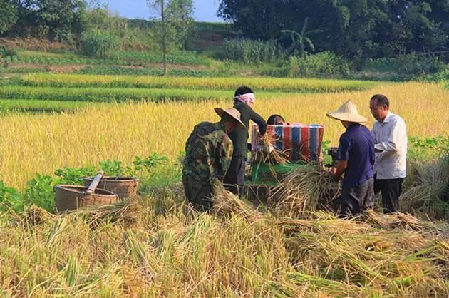 【钢城文苑】打谷子