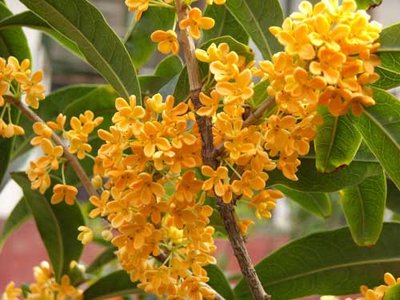 桂花盛开，清风徐来