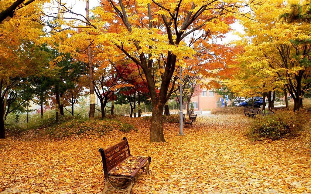 赏秋色  忆秋情