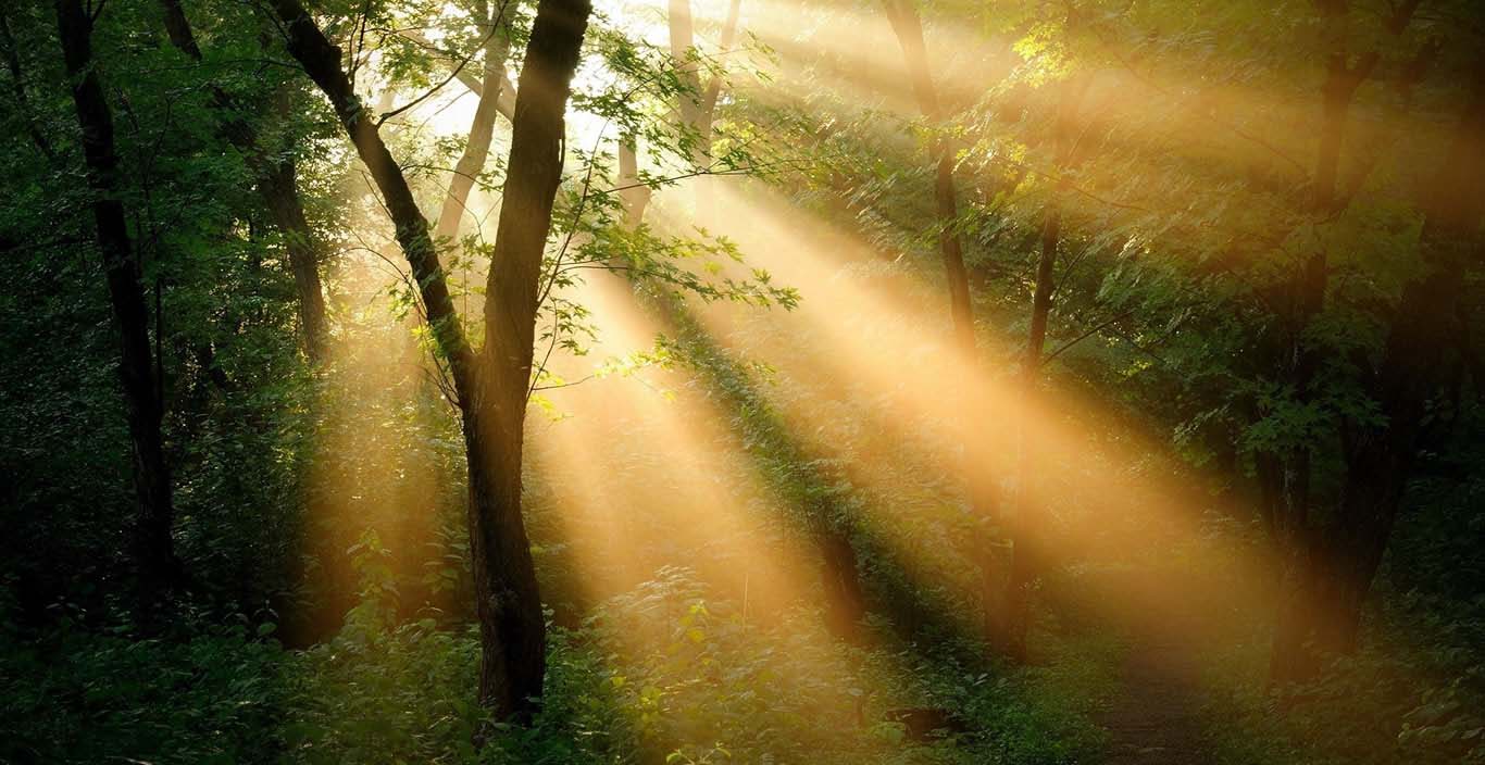 树缝里的幸福时光